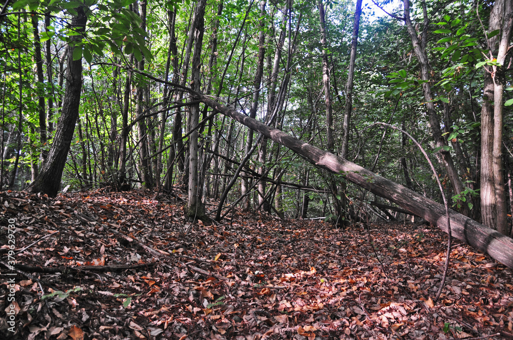 Foresta della Serra Morenica fra Torrazzo e Donato - Biella Foresta della Serra Morenica fra Torrazzo e Donato - Biella
