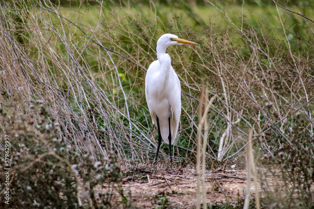 Fototapeta premium Heron of the wetlands