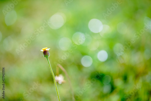 Little flower and fresh natural on sunshineday background or wallpaper. Beautiful plants and flowers in a garden. Flower of the plant Tridax procumbens, commonly known as coatbuttons or tridax daisy. © Ongushi
