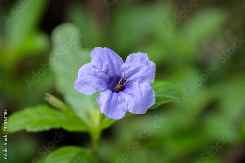 Britton’s Wild Petunia, Mexican Bluebell, Mexican Petunia (Ruellia simplex C. Wright) purple flowers and green leaves soft focus in the garden. use for background or wallpaper
