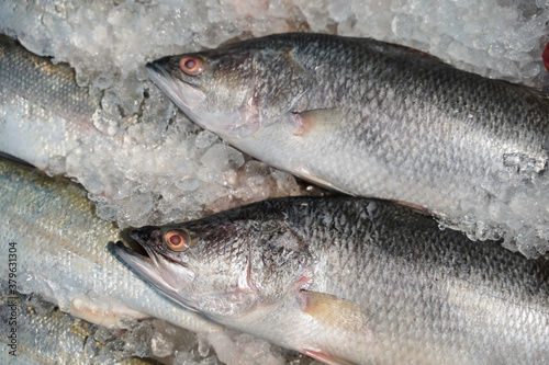 Raw barramundi fish on ice in Thailand market ,seafood background ,seafood market. Close up of fresh fishes Giant Perch, barramundi, silver perch, white perch, white snapper or sea basses in cool ice.
