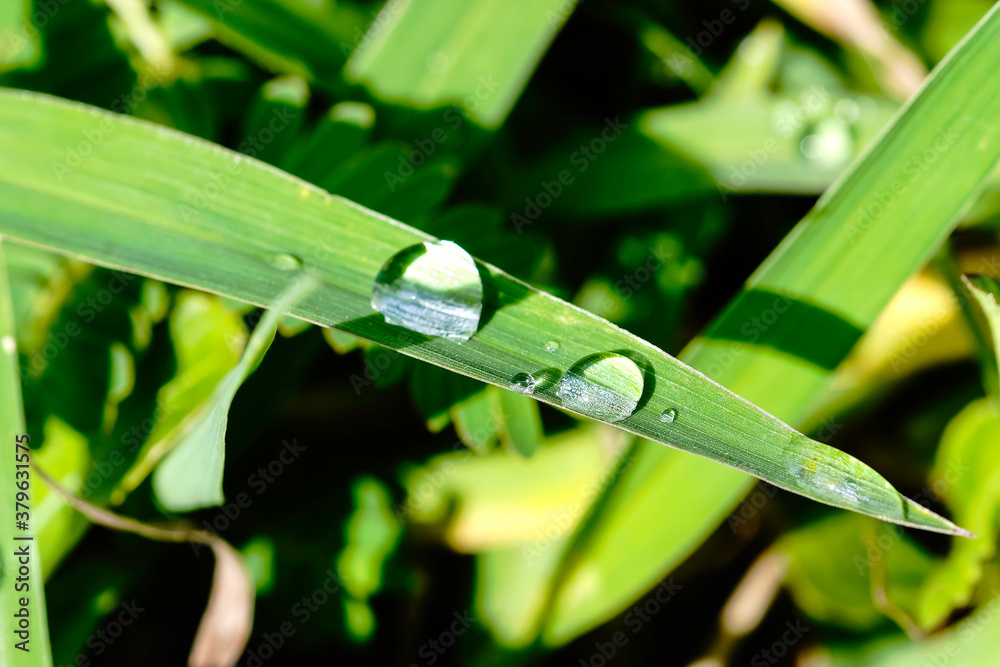 Green grass with water droplets. Dew or drop water on green grass background. Green grass fresh morning use for wallpaper.