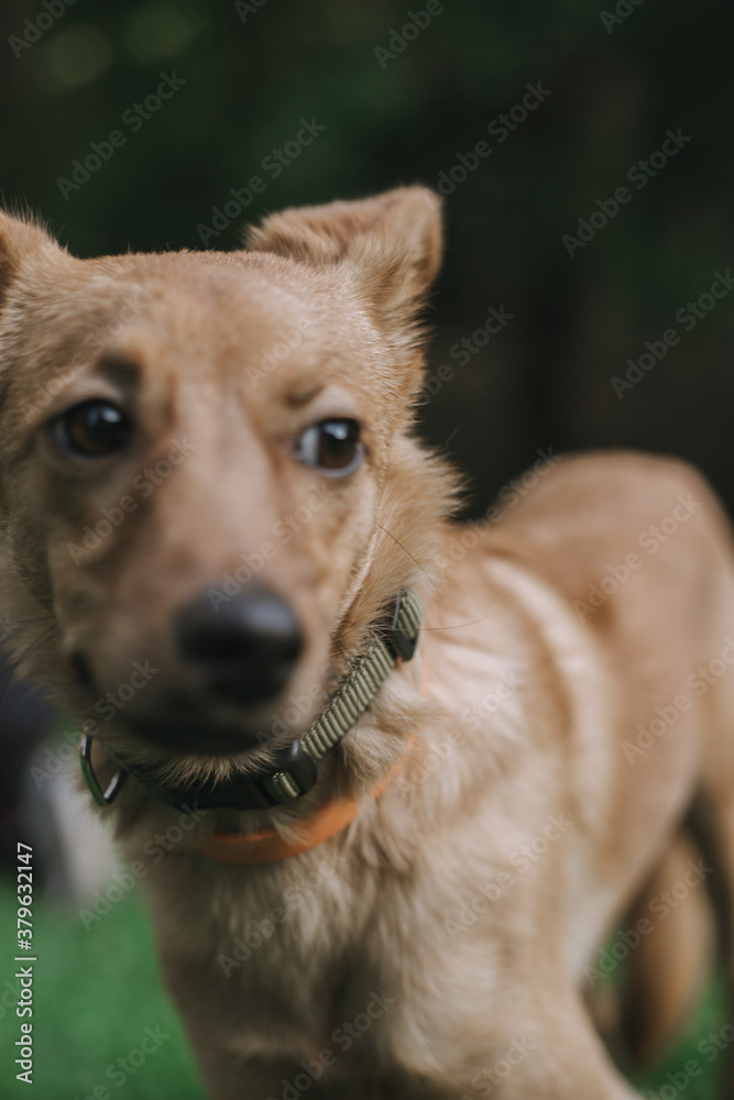 portrait of a dog portrait of a dog
