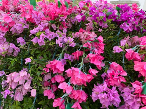 pink flowers in the garden - singapore