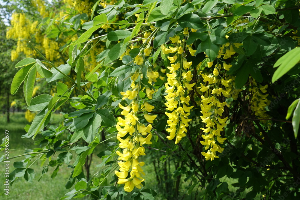 Obraz premium Green leaves and yellow flowers of Laburnum anagyroides in mid May