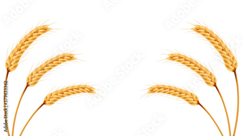 Rice vector on white background. oat vector. wallpaper. free space for text. copy space.