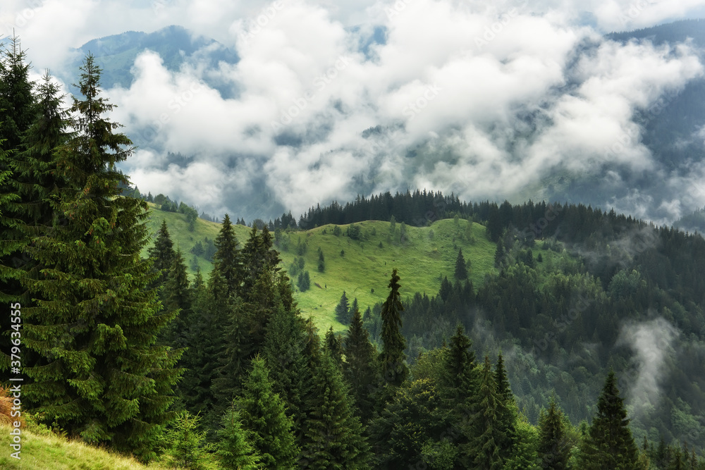 Mountains overgrown with coniferous forest with fog. Beautiful green mountain landscape
