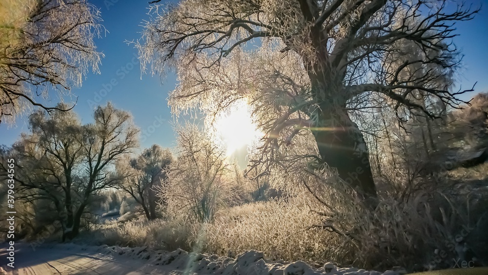 Obraz premium trees at sunset