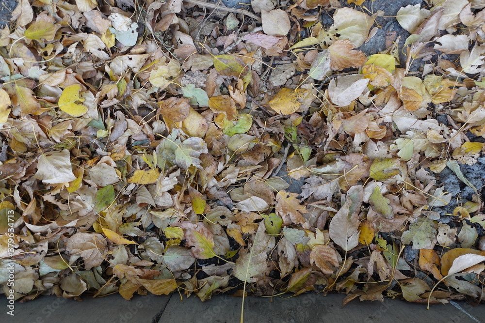 autumn leaves on the ground autumn leaves on the ground