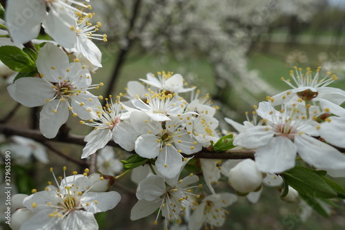 Close shot of white flowers of plum tree in April