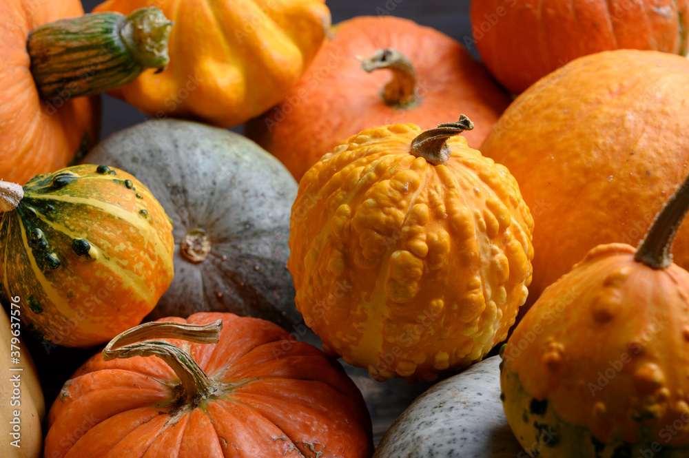 Autumn harvest colorful squashes and pumpkins in different varieties.