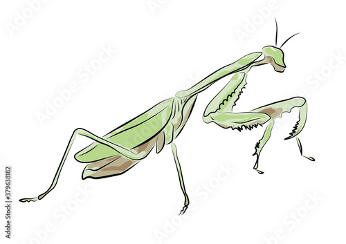 praying mantis isolated on white