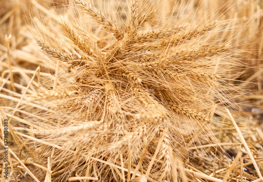 Wheat field. Summer harvest. Bread. Flour. Ears of wheat. Isolated bunch of golden wheat ear after the harvest. Wheat field. Summer harvest. Bread. Flour. Ears of wheat. Isolated bunch of golden wheat ear after the harvest.