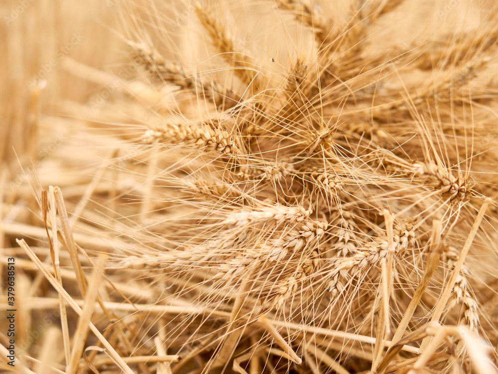 Wheat field. Summer harvest. Bread. Flour. Ears of wheat. Isolated bunch of golden wheat ear after the harvest. Wheat field. Summer harvest. Bread. Flour. Ears of wheat. Isolated bunch of golden wheat ear after the harvest.