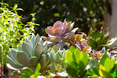 echeveria in einem sukkulentengarten in der sommersonne photo