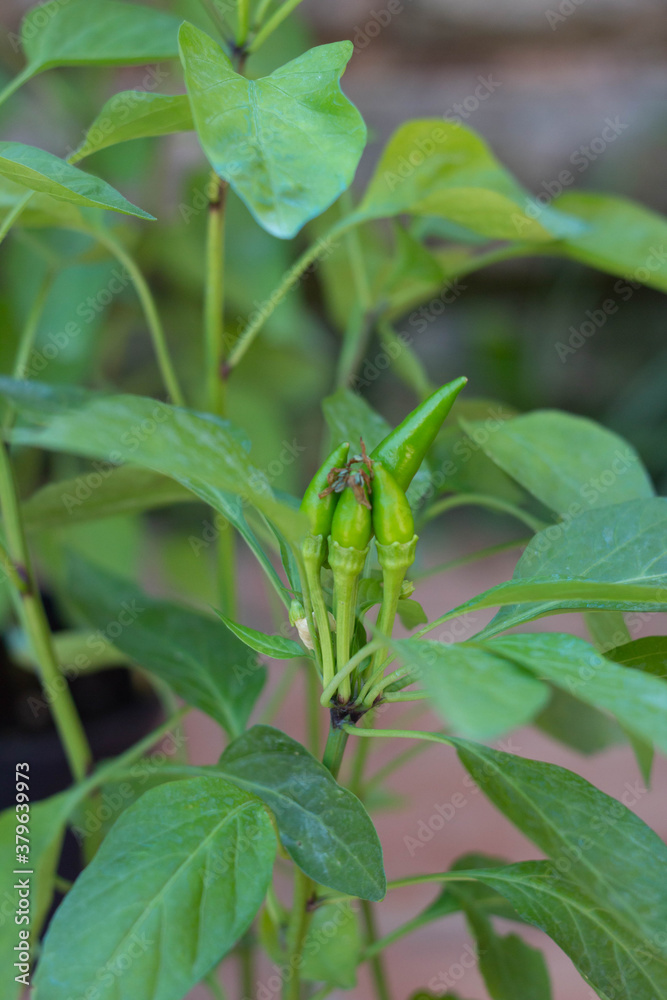 Close up Green peppers on the branch .Fresh chilis .Outdoor home garden.Organic garden,Italy Close up Green peppers on the branch .Fresh chilis .Outdoor home garden.Organic garden,Italy