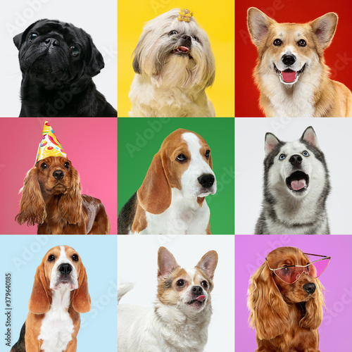 Fototapeta Naklejka Na Ścianę i Meble -  Wondered, celebrate. Stylish adorable dogs posing. Cute doggies or pets happy. The different purebred puppies. Creative collage isolated on multicolored studio background. Front view. Different breeds