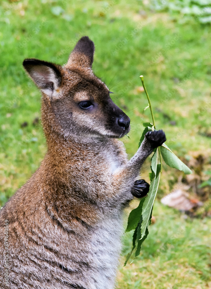Fototapeta premium kangaroo in the grass