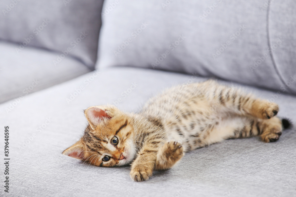 Kitten lying on gray sofa