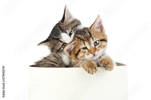 Cute kittens in gift box isolated on white background