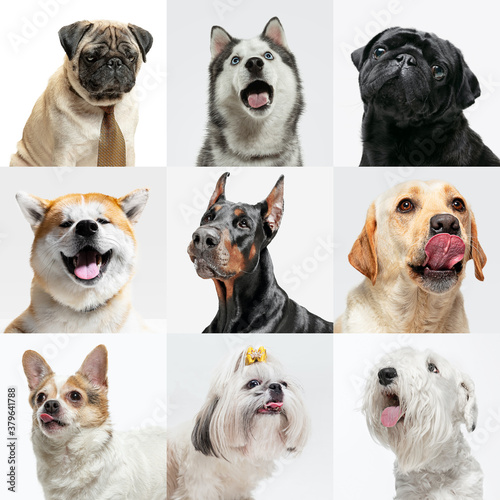 Attented. Stylish adorable dogs posing. Cute doggies or pets happy. The different purebred puppies. Creative collage isolated on multicolored studio background. Front view. Different breeds.