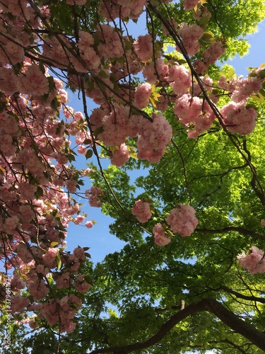Cherry Blossom