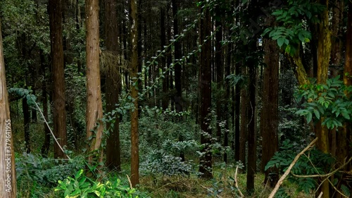 Karura Forest, Nairobi photo
