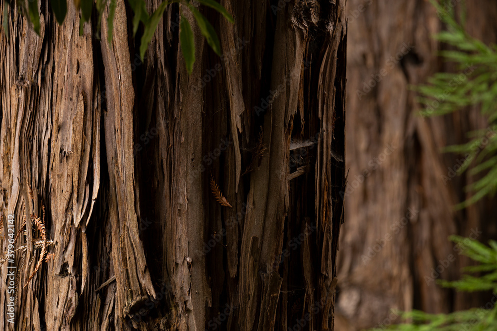 Big old tree close-up details, abstract brown background. Big old tree close-up details, abstract brown background.