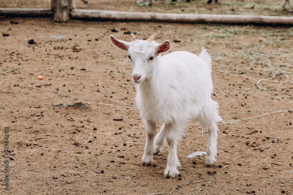 Obraz premium photo of a white goat on a farm
