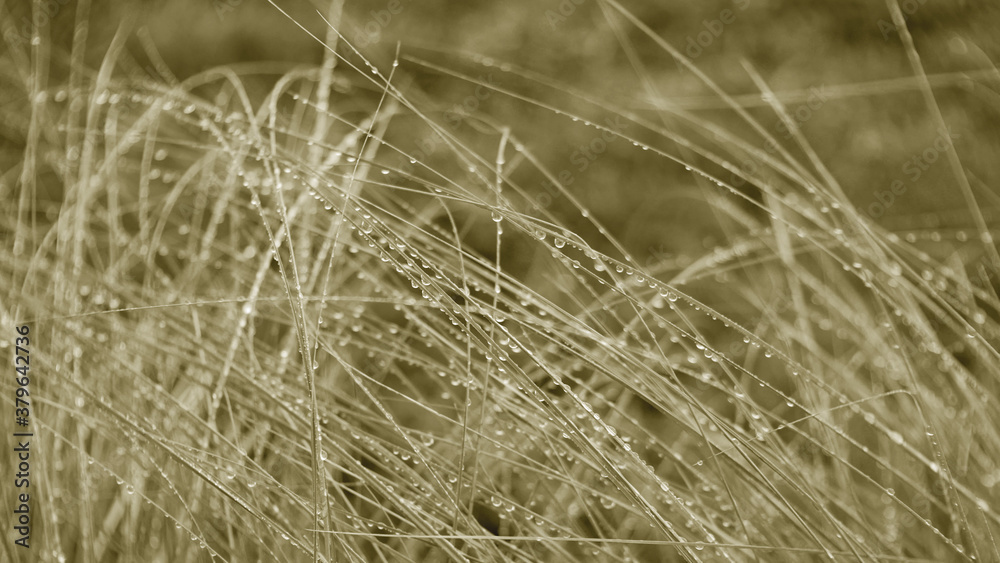 Fototapeta premium water drop on green grass and wooden table for product display