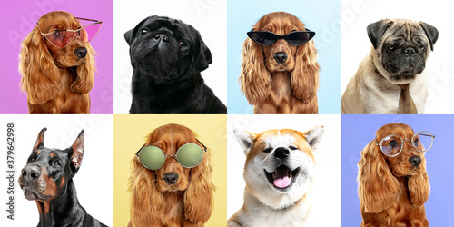 Fototapeta Naklejka Na Ścianę i Meble -  Stunning, cool. Stylish adorable dogs posing. Cute doggies or pets happy. The different purebred puppies. Creative collage isolated on multicolored studio background. Front view. Different breeds.