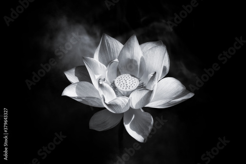Lotus flower blooming in black and white 