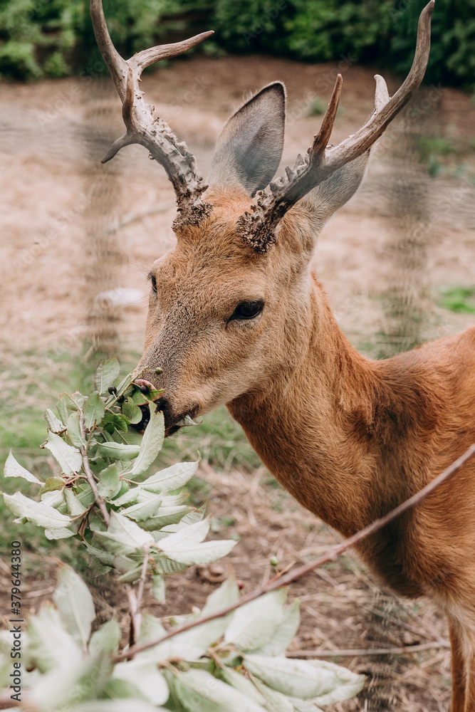 Naklejka premium Photo of roe deer on the farm