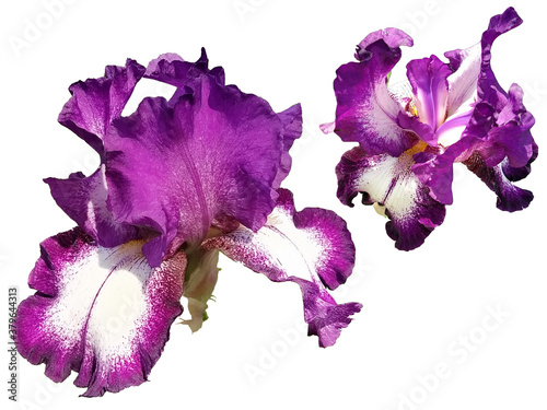 Two beautiful graceful iris flowers of purple color. White background. Isolate. Stamens and pistils, curved petals photo