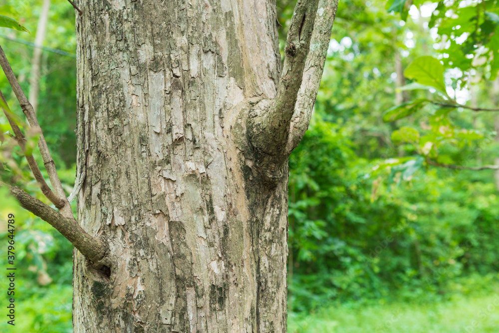 Teak tree in the forest with blurred background Teak tree in the forest with blurred background