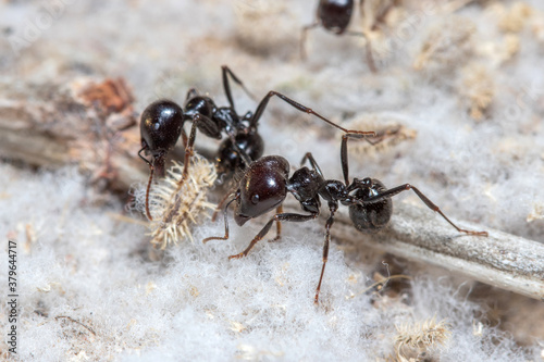 Messor Barbarus harvester ants looking for seeds © Jorge