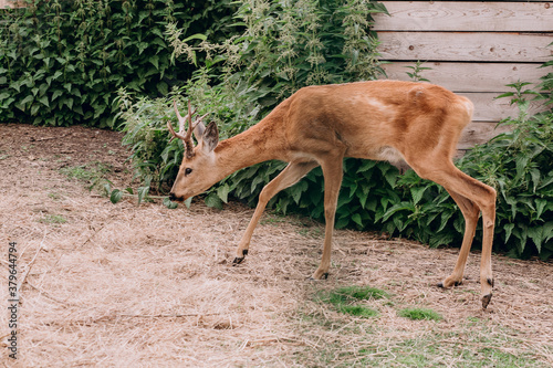 Photo of roe deer on the farm