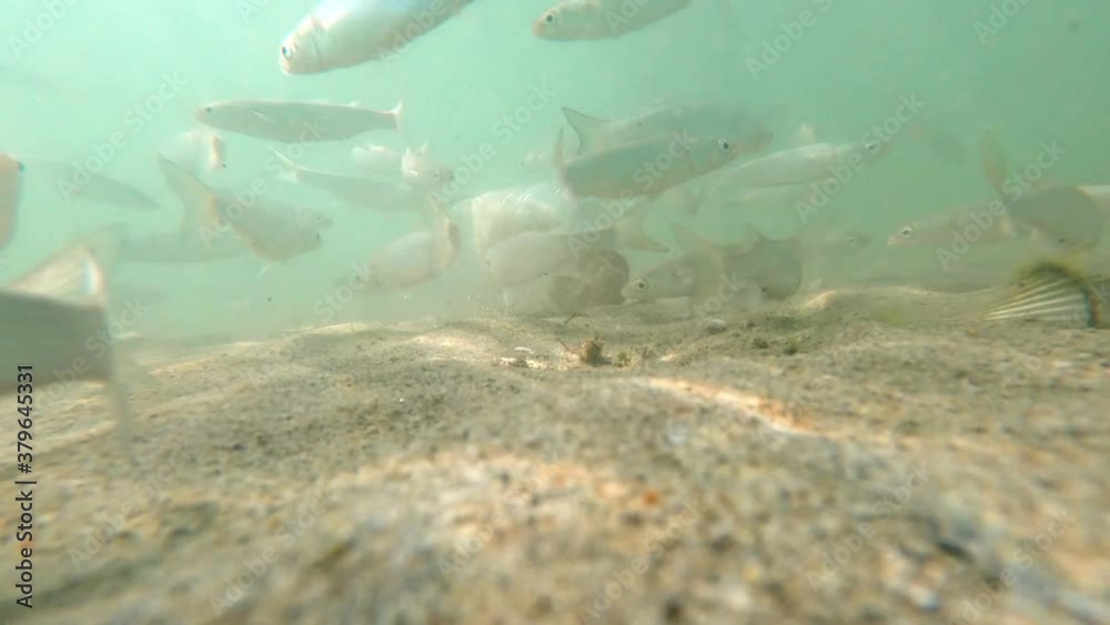 Fishing with a plastic bottle attracting mullet fishes inside with