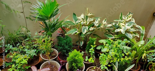 plants in the garden