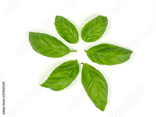 Sweet basil leaves or Italian basial leaf isolated on white background. Can used for object of food or herb.