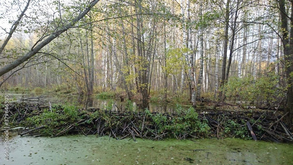 Fototapeta premium forest in the morning