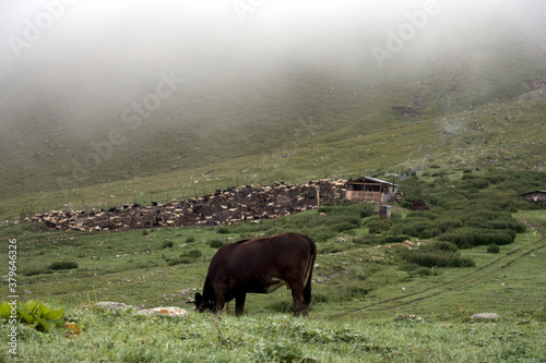 A cow grazes in a meadow in cloudy weather. In the background there is a shepherd's hut and a paddock with rams. Trip to the Caucasus, Russia.
