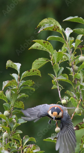 野鳥　ヤマガラ
