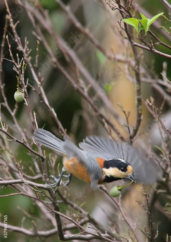 野鳥　ヤマガラ