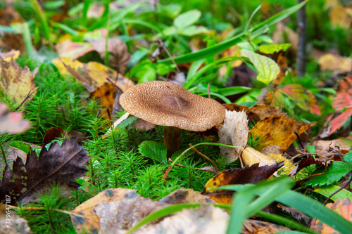 Clouded agaric mushroom (Clitocybe nebularis). One of a troop of mushrooms in the family © Anna