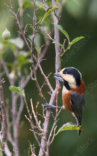 野鳥　ヤマガラ