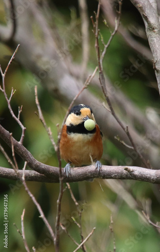 野鳥　ヤマガラ