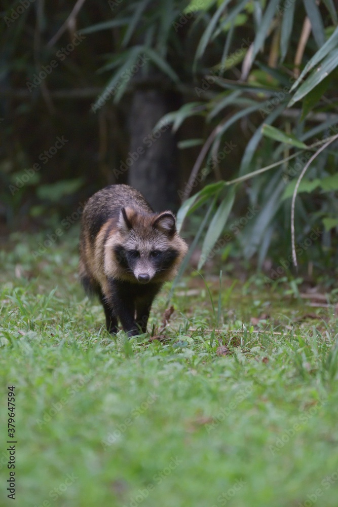 Naklejka premium タヌキ