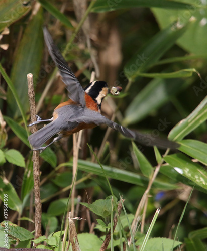野鳥　ヤマガラ