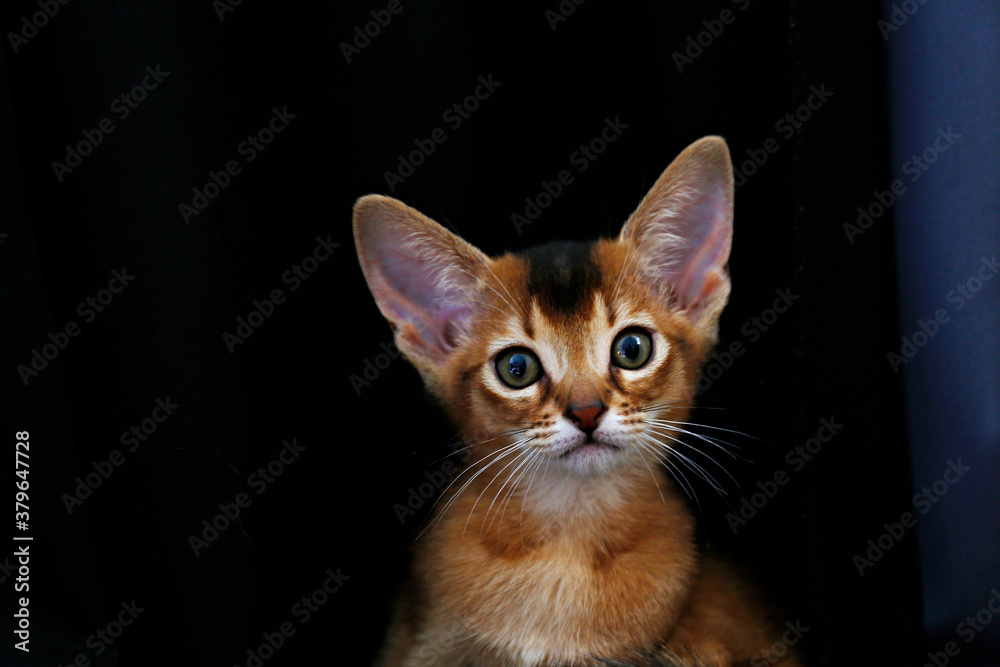 Studio shot of small cute abyssinian kitten being adorable over black curtains background. Young beautiful purebred short haired kitty. Close up, copy space. Studio shot of small cute abyssinian kitten being adorable over black curtains background. Young beautiful purebred short haired kitty. Close up, copy space.
